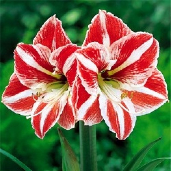 Amaryllis Lily Dutch Bulbs Gaint (Pack of 5)